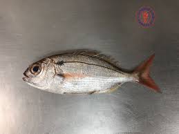 Image result for Pagellus bogaraveo