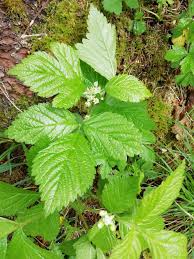 Attēlu rezultāti vaicājumam “Rubus saxatilis”
