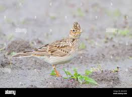 Attēlu rezultāti vaicājumam “Alauda arvensis adult”