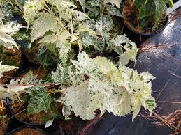 Attēlu rezultāti vaicājumam “Acer rufinerve”