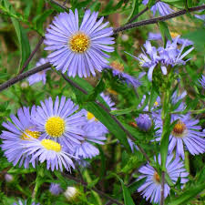 Image result for Aster