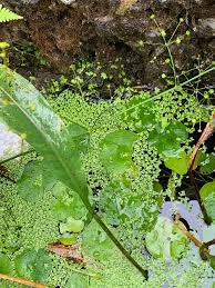Attēlu rezultāti vaicājumam “Alisma lanceolatum leaf”