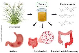 Attēlu rezultāti vaicājumam “Cyperaceae”