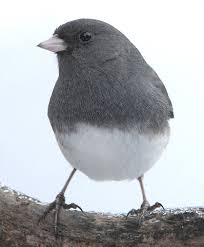 Image result for Junco hyemalis