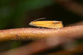 Attēlu rezultāti vaicājumam “Lathronympha strigana”