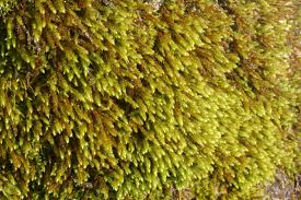 Attēlu rezultāti vaicājumam “Leucodon sciuroides”