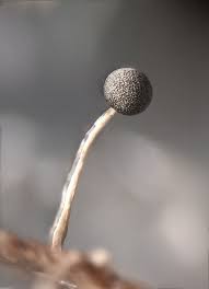 Attēlu rezultāti vaicājumam “Physarum luteolum spores”