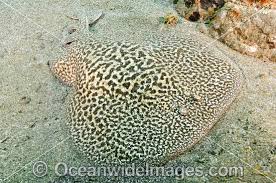 Image result for Torpedo marmorata