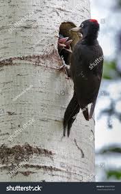 Attēlu rezultāti vaicājumam “Dryocopus martius nest”