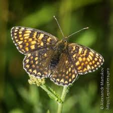 Attēlu rezultāti vaicājumam “Melitaea phoebe upperside”