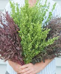 Image result for Atriplex hortensis