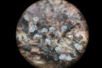 Attēlu rezultāti vaicājumam “Physarum daamsii”