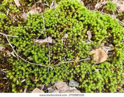 Attēlu rezultāti vaicājumam “Polytrichum strictum”