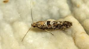 Attēlu rezultāti vaicājumam “Glyphipterigidae”