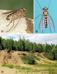 Attēlu rezultāti vaicājumam “Tetanops myopina”