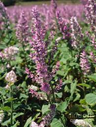 Image result for Salvia sclarea