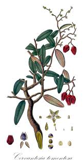 Attēlu rezultāti vaicājumam “Santalaceae”