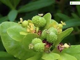 Attēlu rezultāti vaicājumam “Euphorbia palustris flower”