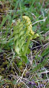 Attēlu rezultāti vaicājumam “Botrychium lunaria”