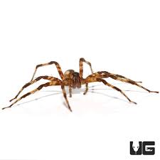 Attēlu rezultāti vaicājumam “Pisauridae”