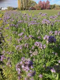Image result for Phacelia