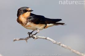 Attēlu rezultāti vaicājumam “Hirundo rustica”