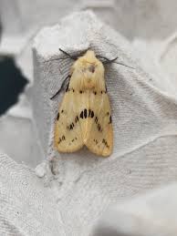 Attēlu rezultāti vaicājumam “Spilosoma lutea imago”