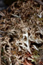 Attēlu rezultāti vaicājumam “Cetraria sepincola”