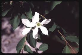 Attēlu rezultāti vaicājumam “Exochorda giraldii var. wilsonii”