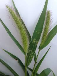 Attēlu rezultāti vaicājumam “Setaria viridis fruit”