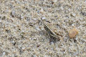 Attēlu rezultāti vaicājumam “Myrmeleotettix maculatus”