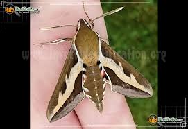 Attēlu rezultāti vaicājumam “Hyles gallii imago”