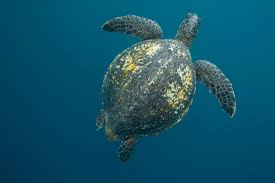 Image result for Chelonia mydas