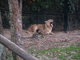 Image result for geeuw