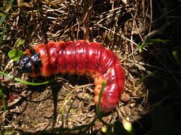 Attēlu rezultāti vaicājumam “Cossus cossus imago”