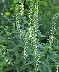 Image result for Digitalis lutea