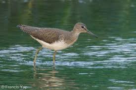 Attēlu rezultāti vaicājumam “Tringa ochropus”