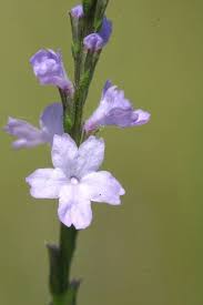 Image result for Verbena officinalis