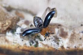 Attēlu rezultāti vaicājumam “Tetratoma fungorum”