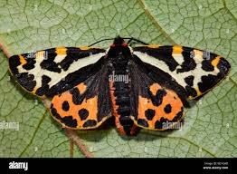 Attēlu rezultāti vaicājumam “Parasemia plantaginis”