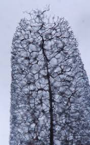 Attēlu rezultāti vaicājumam “Stemonitopsis gracilis”