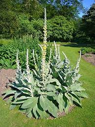 Attēlu rezultāti vaicājumam “Verbascum thapsus”