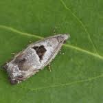 Attēlu rezultāti vaicājumam “Epinotia ramella”