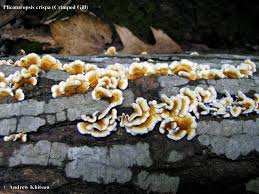 Attēlu rezultāti vaicājumam “Plicaturopsis crispa”