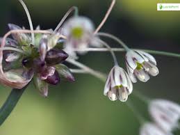 Attēlu rezultāti vaicājumam “Allium oleraceum bud”
