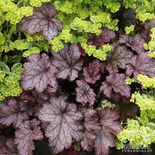 Image result for Heuchera `Swirling Fantasy`
