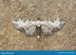 Attēlu rezultāti vaicājumam “Eupithecia succenturiata”