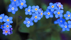 Attēlu rezultāti vaicājumam “Myosotis”