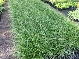 Attēlu rezultāti vaicājumam “Carex scandinavica”