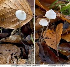 Attēlu rezultāti vaicājumam “Mycena filopes”